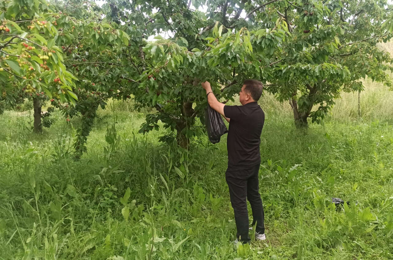 Konya’da mayalı gölün dönüşü kiraza yaradı! Hasat 30 bin tona dayandı 2